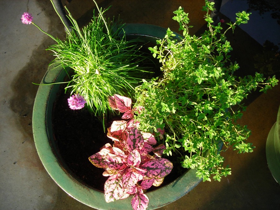 Colorful mixed container garden arrangement