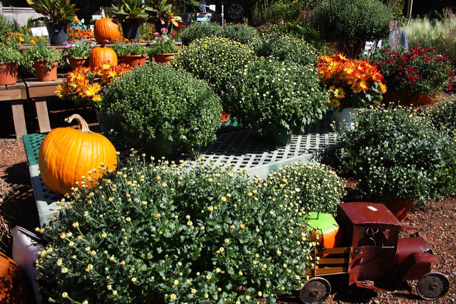 Fall garden-center display of mums, pumpkins and cornstalks