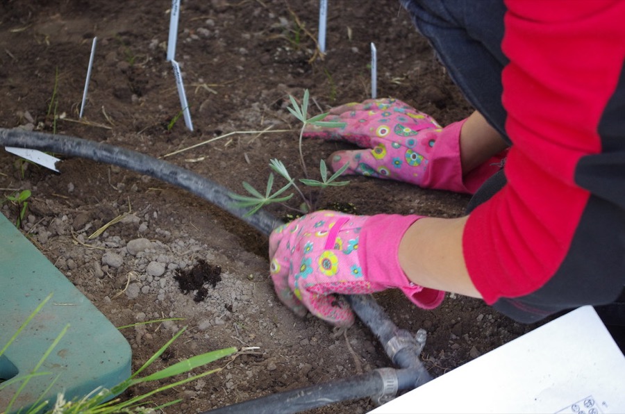 Planting seedlings by hand in a garden bed
