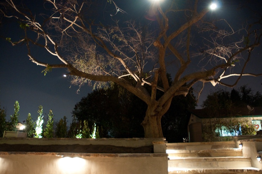 Outdoor landscape lighting on a tree and stone steps at dusk