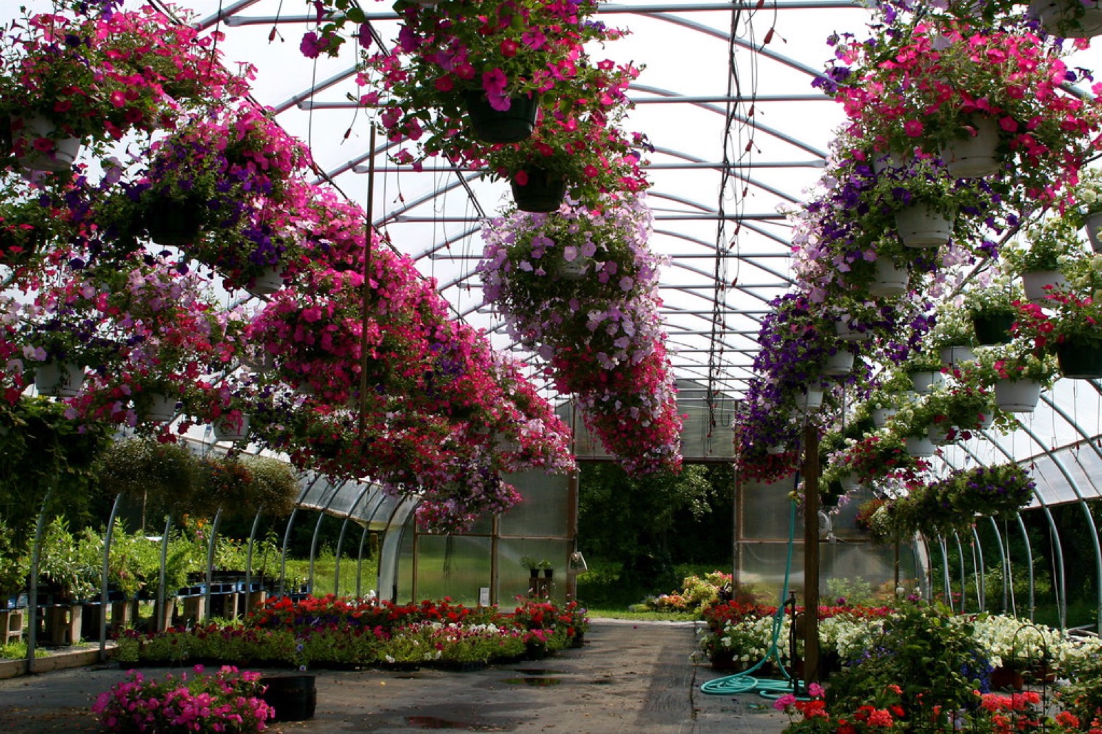 Lush garden center nursery filled with rows of plants and hanging baskets