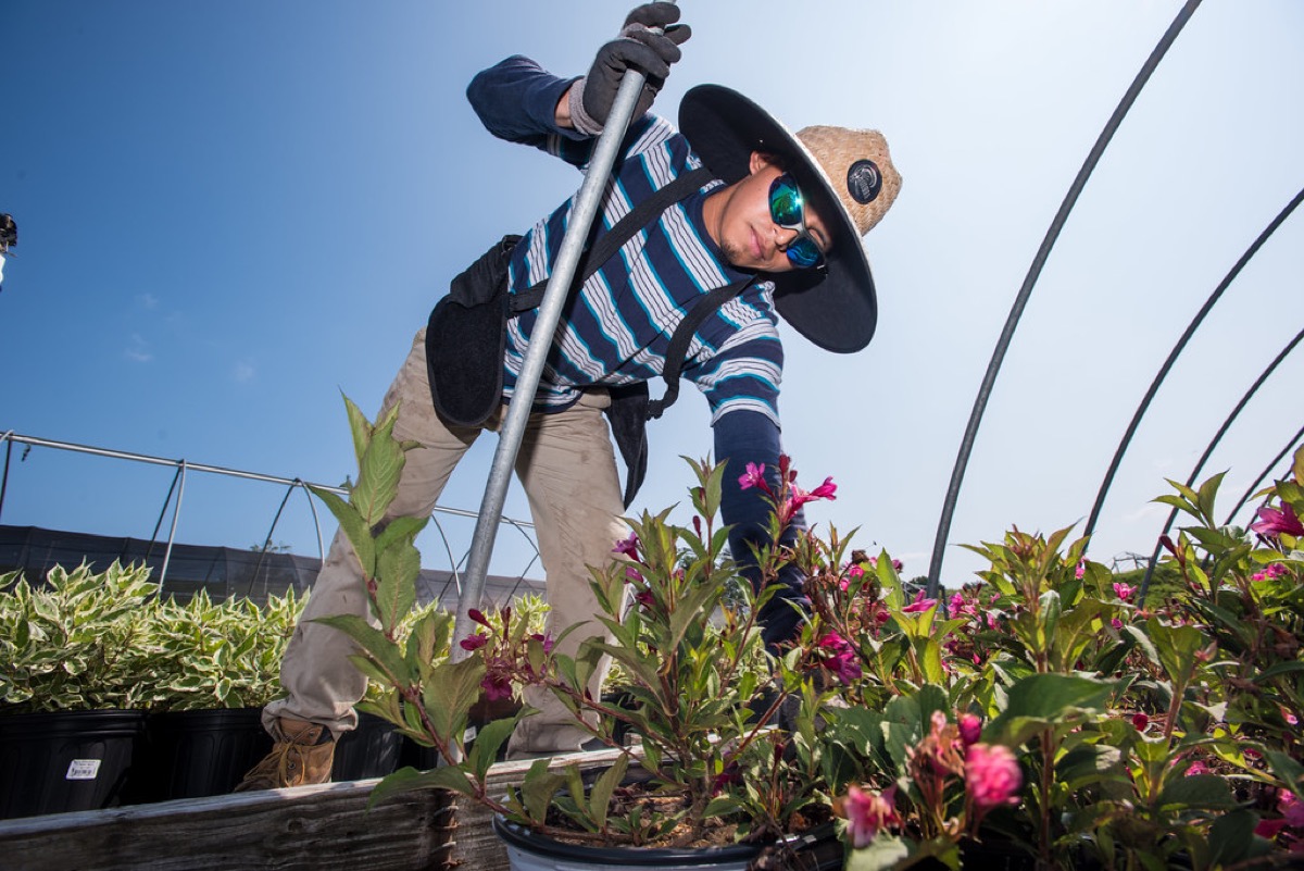 A grower tending healthy plants at the Block & Bloom nursery